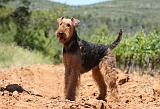 AIREDALE TERRIER 274